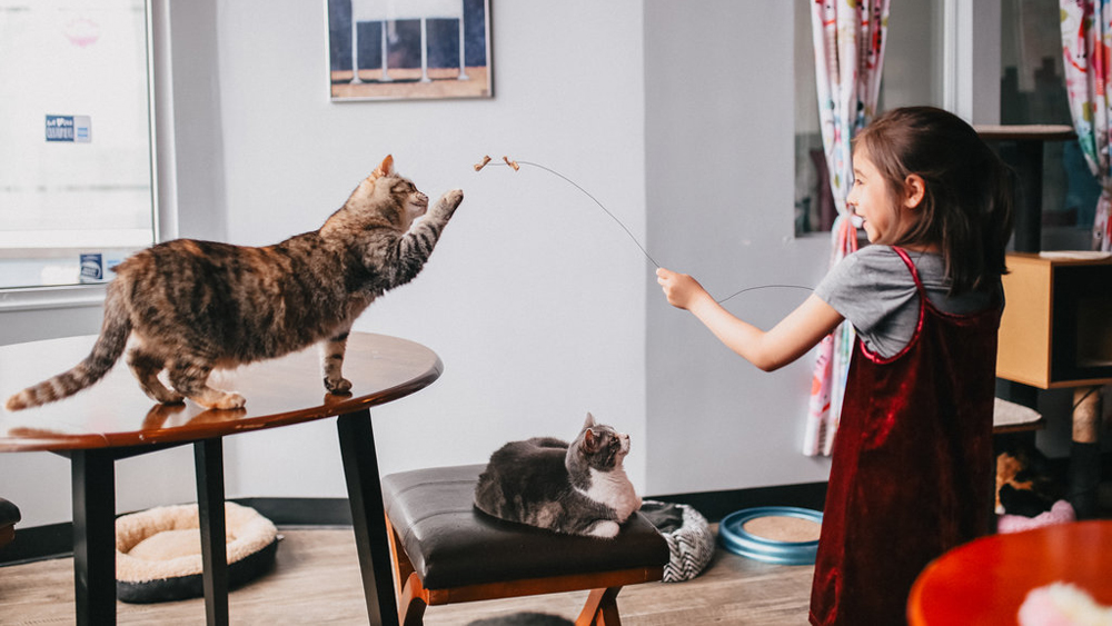 Cat Caf s New Purrfect Paradises for At Risk Shelter Cats Cat Caf s New Purrfect Paradises for At Risk Shelter Cats