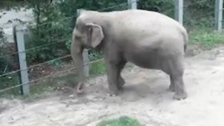 Happy the elephant