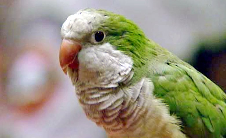 Hero Parrot Choking