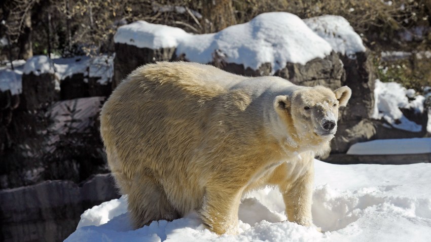 Central Park Zoo Polar Bear Dies – NBC New York