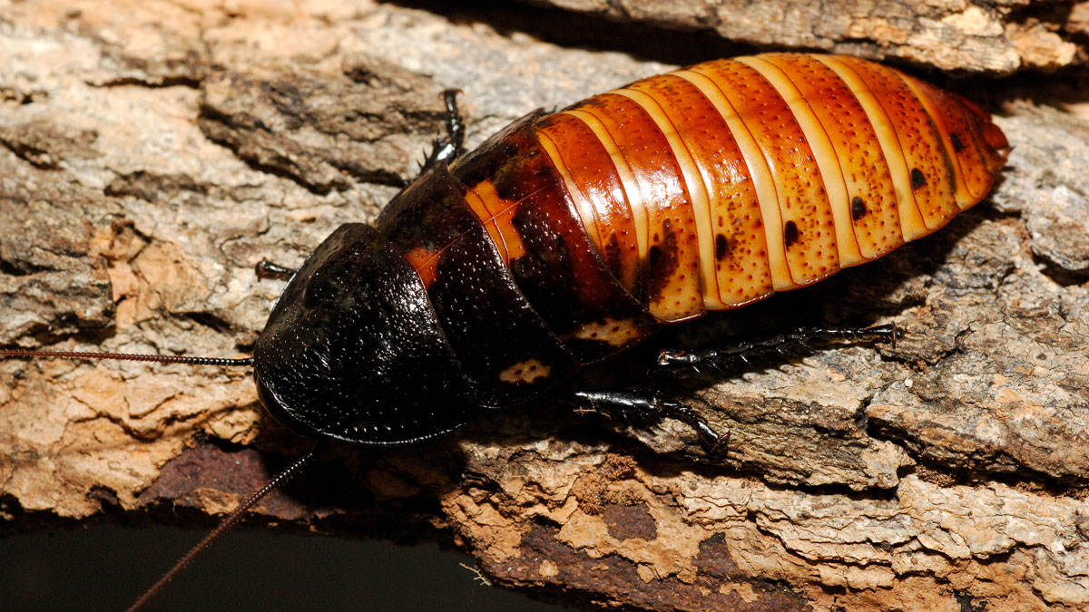 RoachScented Candle? Bronx Zoo Wants You to ‘NameaRoach’ for