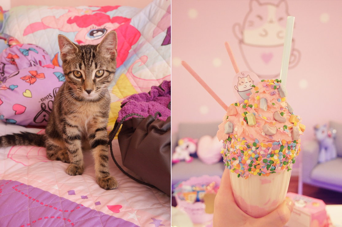 Cat Cafes New Purrfect Paradises For At Risk Shelter Cats Nbc