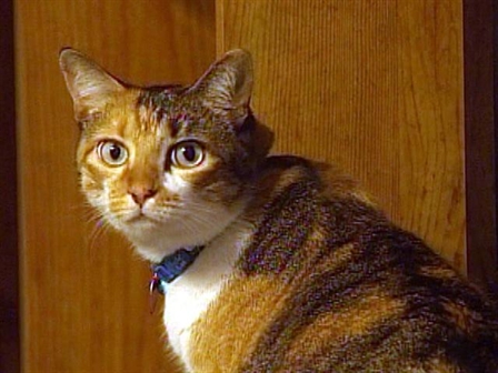 Ruthless Cat Butcher Kills Again Nbc New York