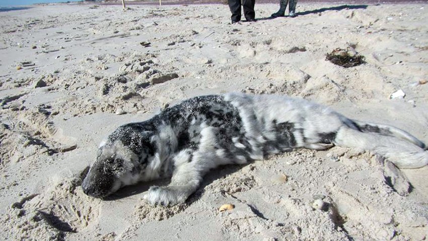 Seal Pup Rescue