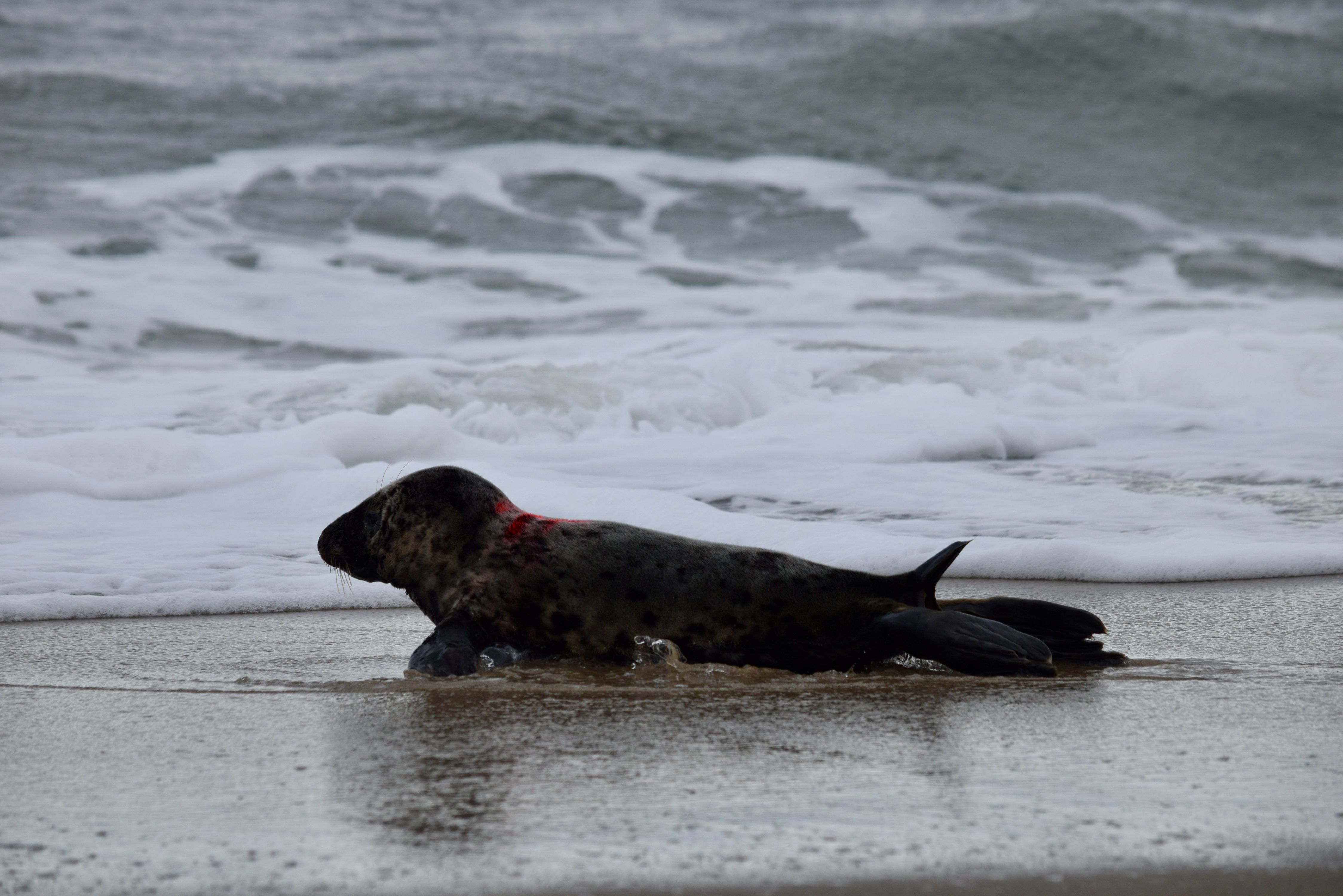 Seals Released Into Waters Off the Jersey Shore NBC New York
