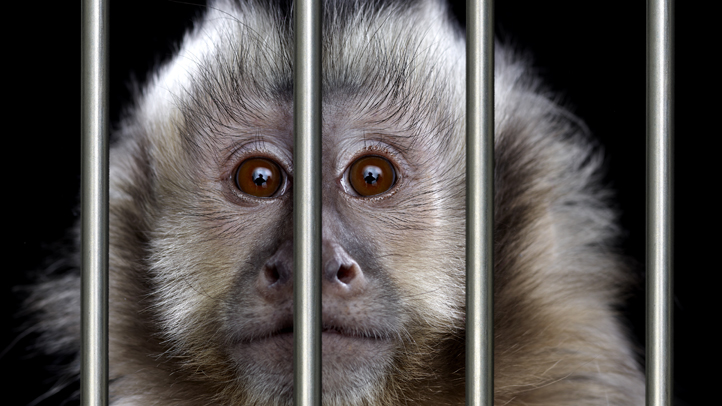 Florida 'Monkey Whisperer' Charged in Illegal Wildlife Trade – NBC New York - Vimarsana News
