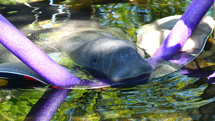 Manatee at Tampa's Lowry Park Zoo