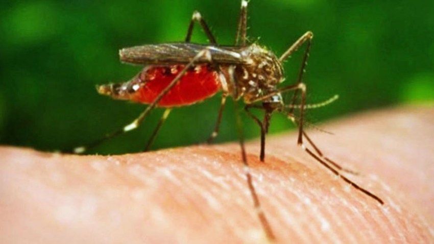 Mosquito-Cropped