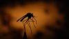 Bye, Bye Mosquitoes: These NYC Neighborhoods Will Be Sprayed Next Week