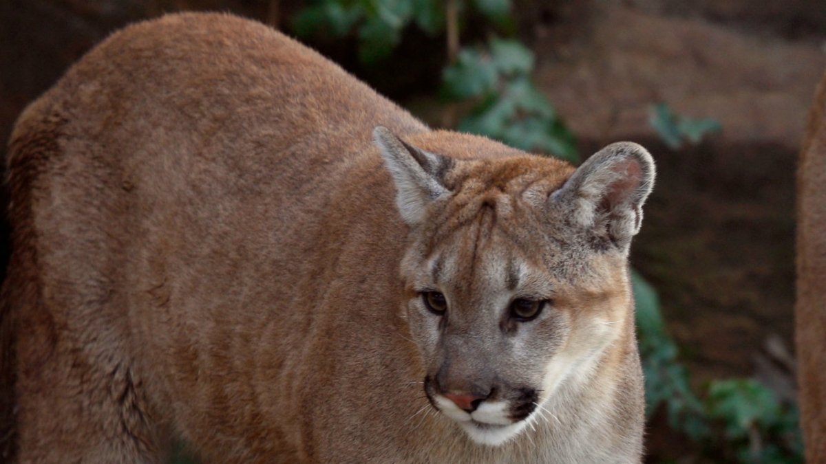 70-Year-Old Utah Man Fends Off Mountain Lion With Rock, Officials Say - Vimarsana News