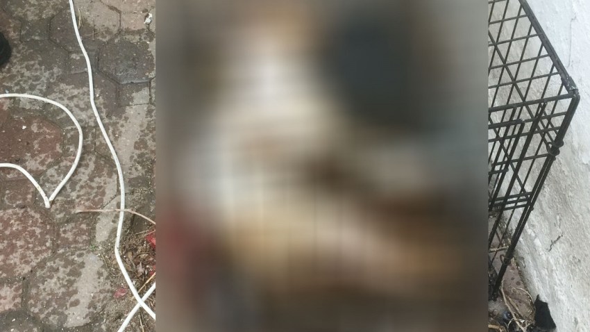 Mt Vernon dog again