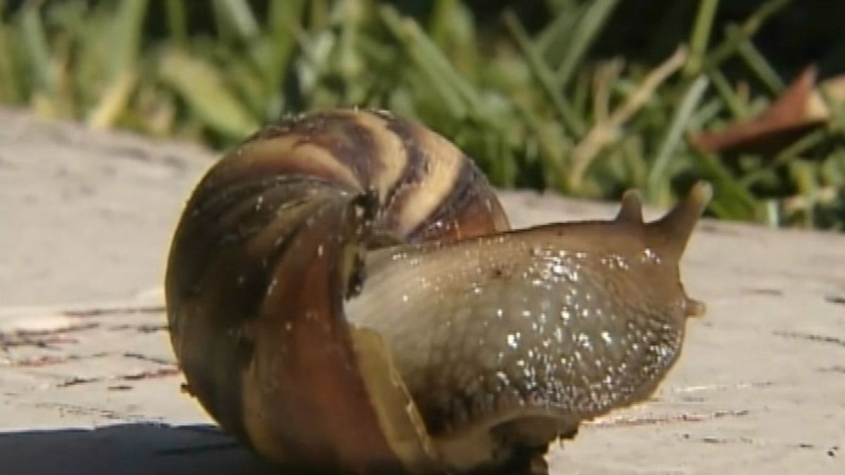 giant-toxic-snails-invade-houston-nbc-new-york