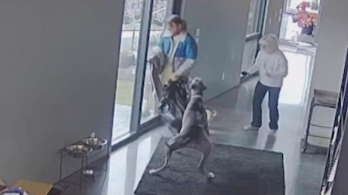 Good Boy! Great Dane Takes on Home Invader – NBC New York