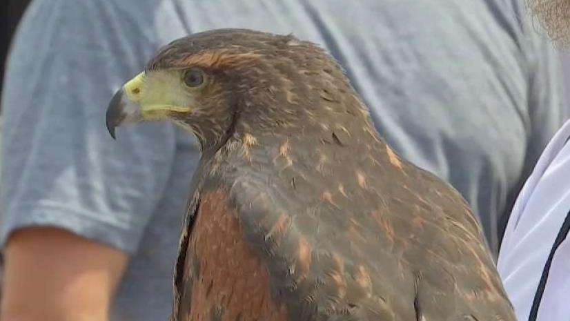 Nj Shore Officials Using Hawks To Battle Pesky Seagulls