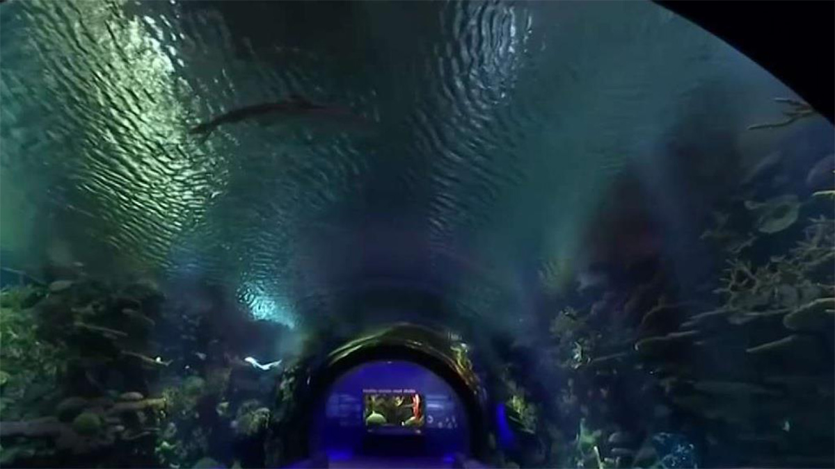 New York Aquarium Opens Splashy New Shark Exhibit, Major Step in ...