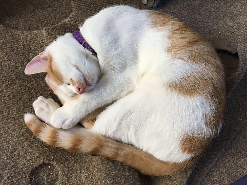 Cat Cafes New Purrfect Paradises For At Risk Shelter Cats Nbc