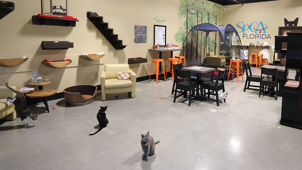 Cat Cafes New Purrfect Paradises For At Risk Shelter Cats Nbc