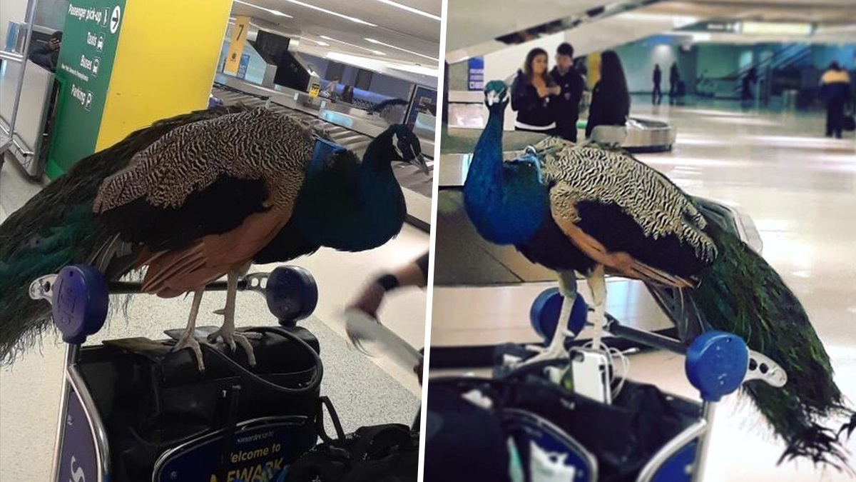 Emotional Support Peacock Denied Flight At Newark Airport Report Nbc New York 2051