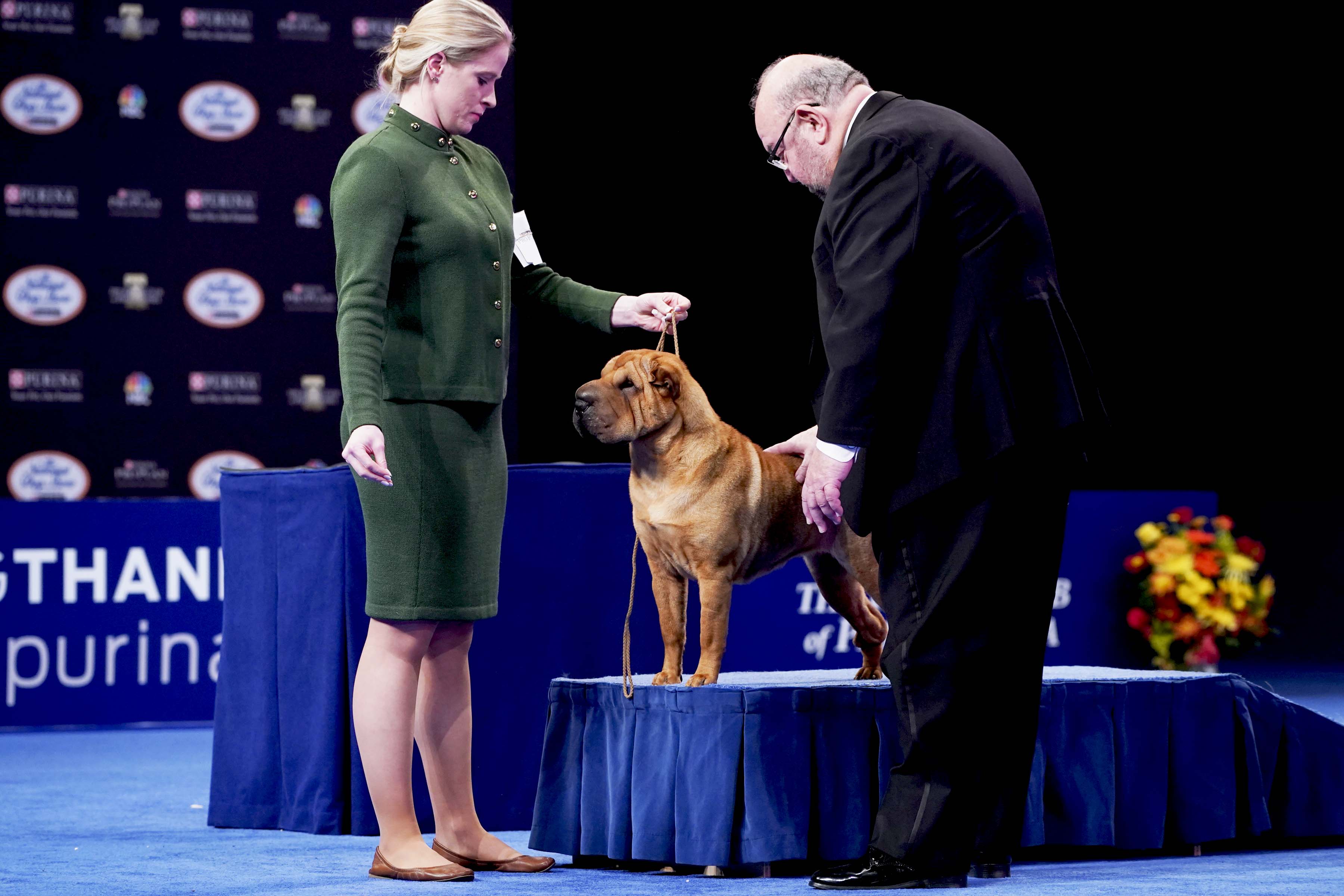 2021 National Dog Show History, Time, New Breeds, How to Watch and
