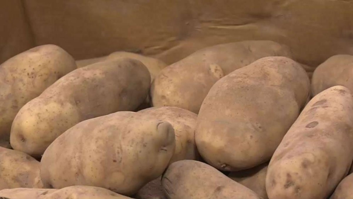 Produce Pete Potatoes NBC New York