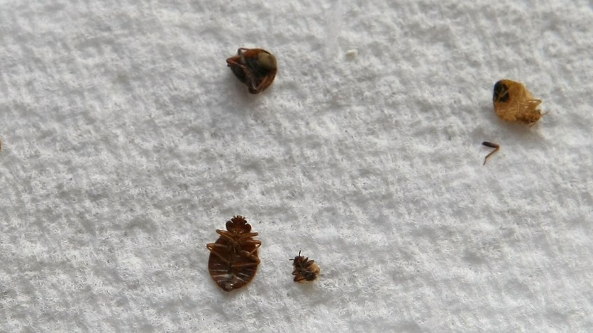 NYC Ranks as One of Top Bed Bug Cities in the Country (No Surprise Here