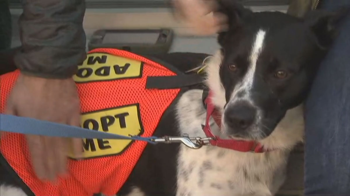 Dogs Rescued From Kill Shelters in South Find New Homes in Brooklyn