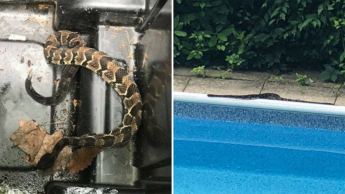 Rattlesnakes Reported in 2 New York Towns NBC New York