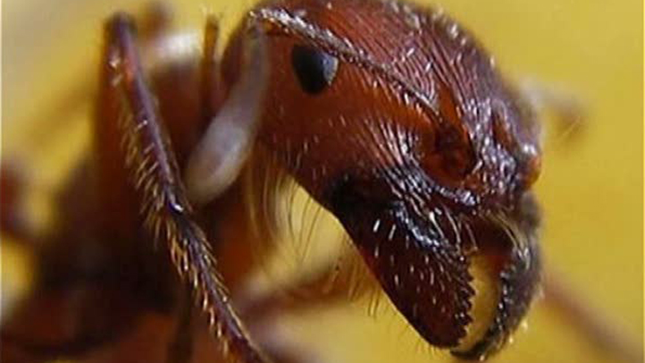 Rasberry-Crazy-Ant-dfw-generic