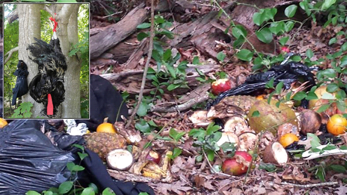 Beheaded Animals Found on Long Island; Ritual Killing Suspected – NBC ...