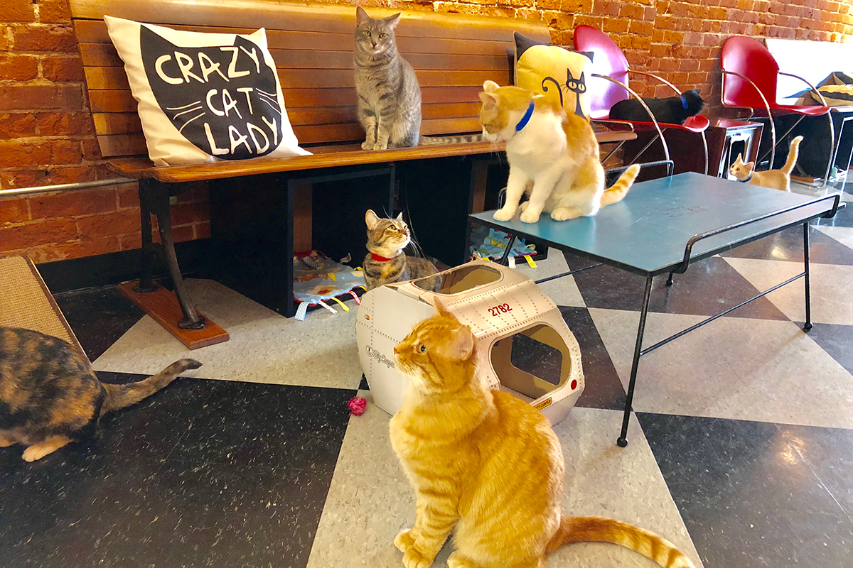 Cat Cafes New Purrfect Paradises For At Risk Shelter Cats Nbc