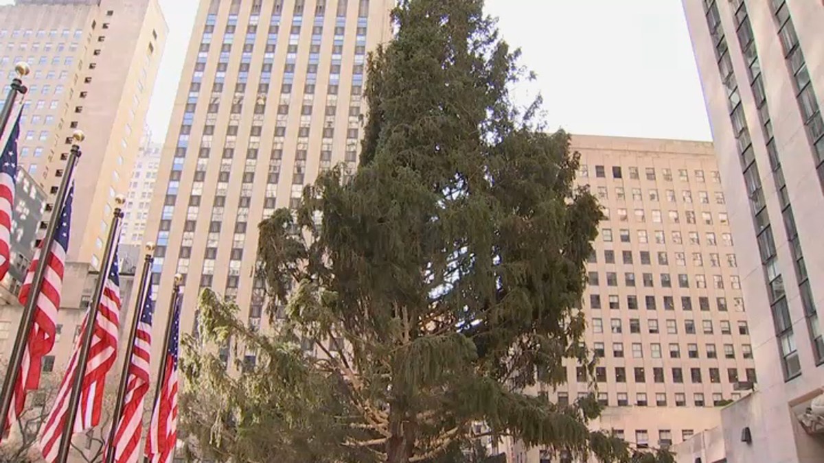 Behold! 2019 Tree Arrives at Rockefeller Center, Officially Kicking Off the Holiday Season – NBC ...