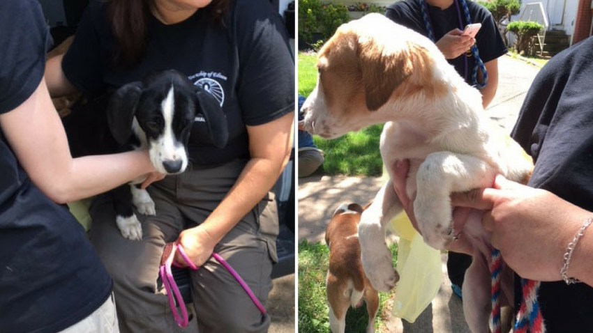 Roselle SPCA