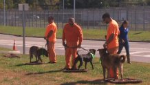 SHELTER DOGS JAIL TRAINING VO 530 4 - 00000000_WNBC_00000001812