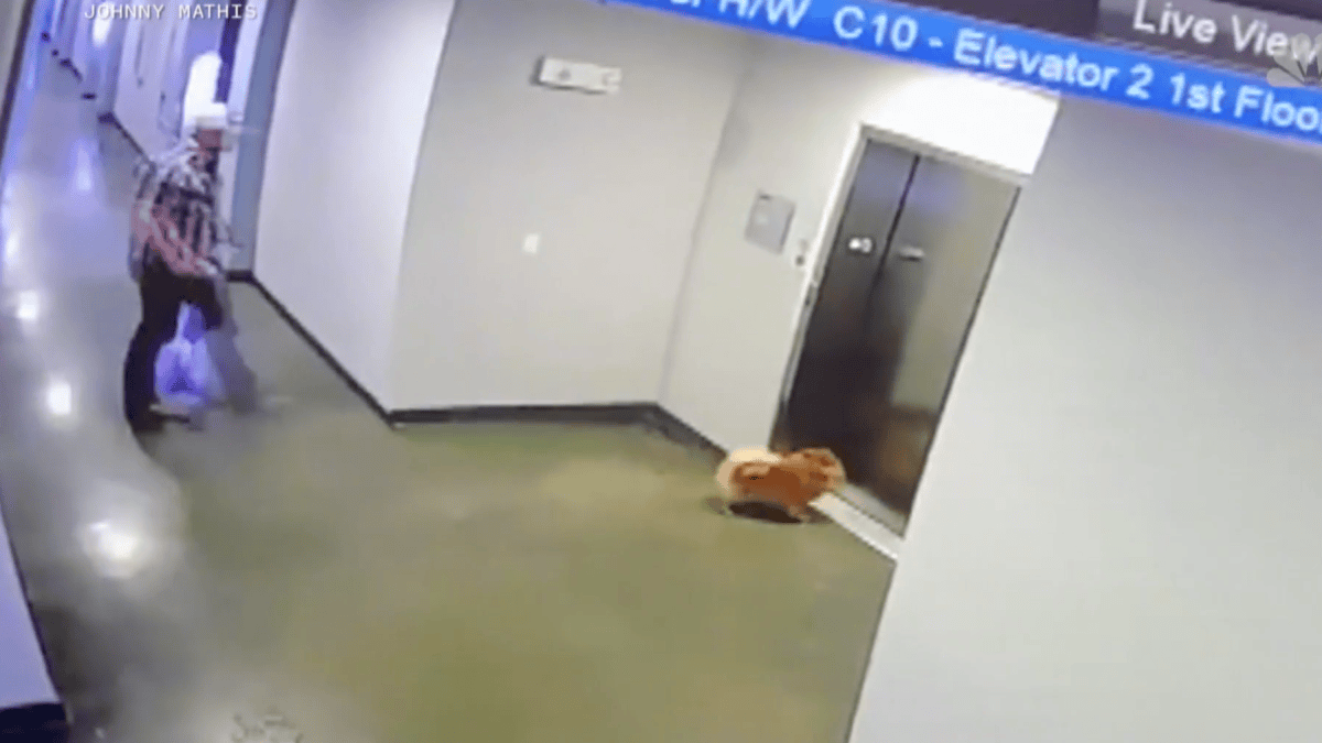 WATCH: Man Rescues Dog After Leash Gets Caught in Elevator – NBC New York