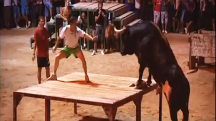 bull