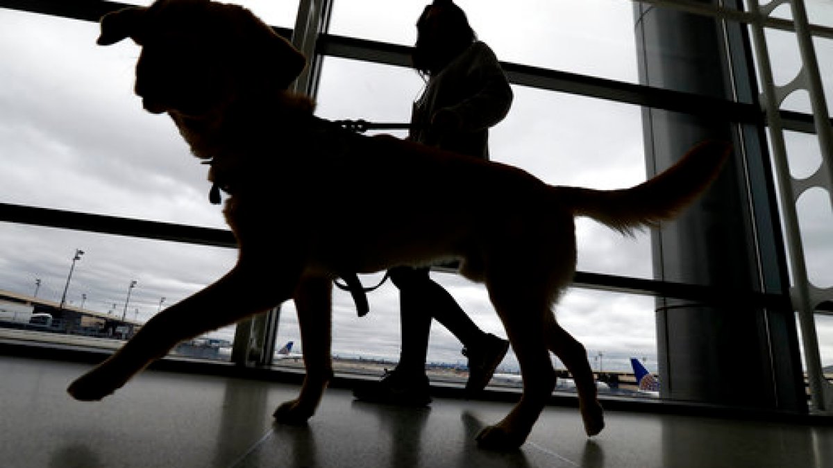 New travel rules for dogs coming to US: Must be 6 months old, microchipped