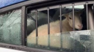 Sheep in a police car
