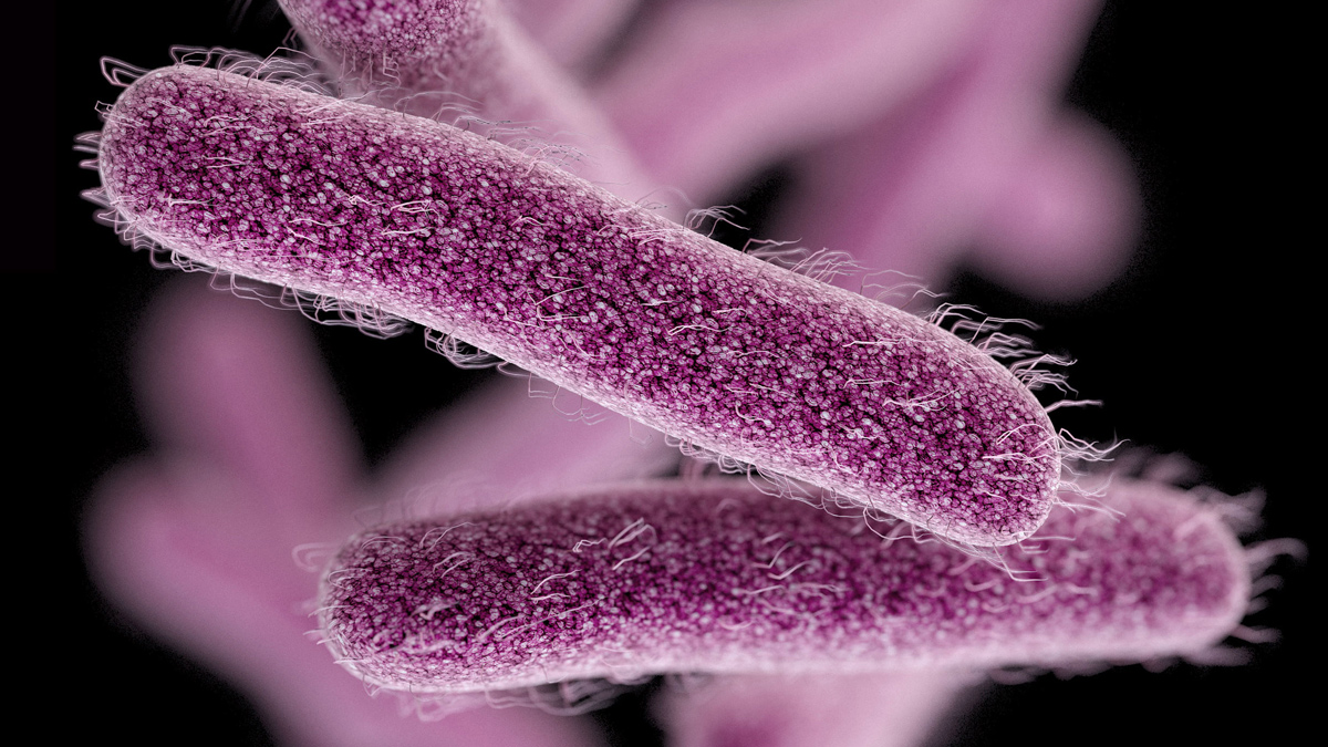 Drug-Resistant Strain of Shigella Stomach Bug Linked to Bay Area ...