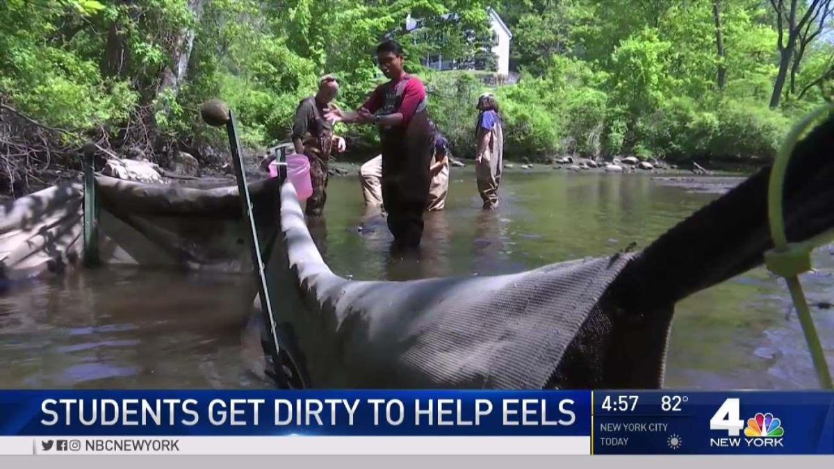 Students Wade Into Hudson River to Study Eels NBC New York