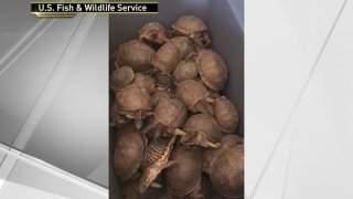 Smuggled turtles