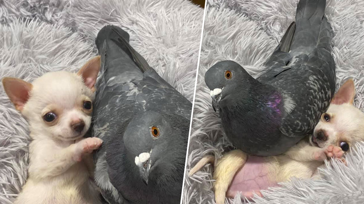 Photos of Pigeon and Chihuahua in NY Shelter for Pets With Disabilities