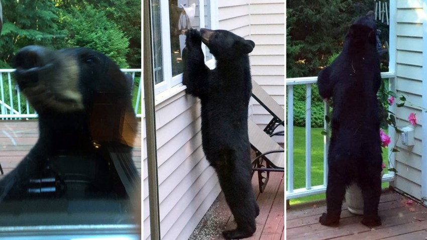 Westport-Bear-0725