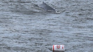 Humpback whale