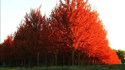 Illinois fall foliage forecast: peak colors expected by mid-October