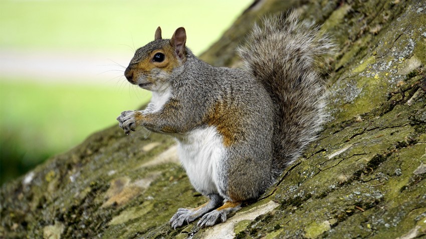 adorable-animal-autumn-109558