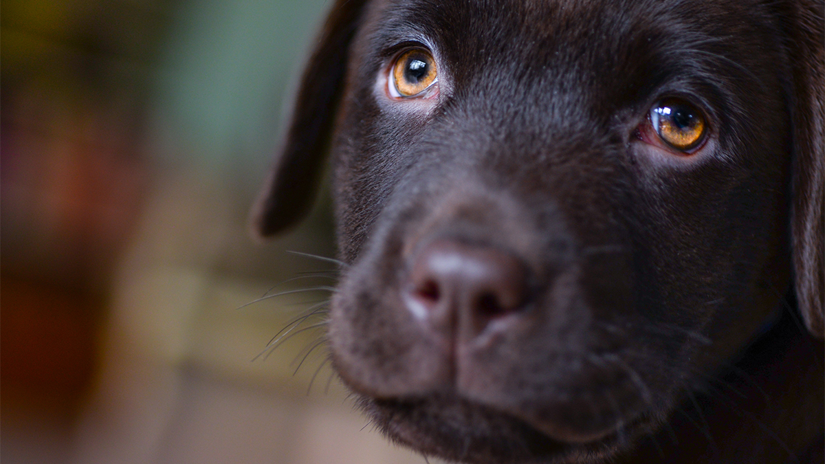 More Than 130 Animals Rescued From Suspected NJ Puppy Mill: Police