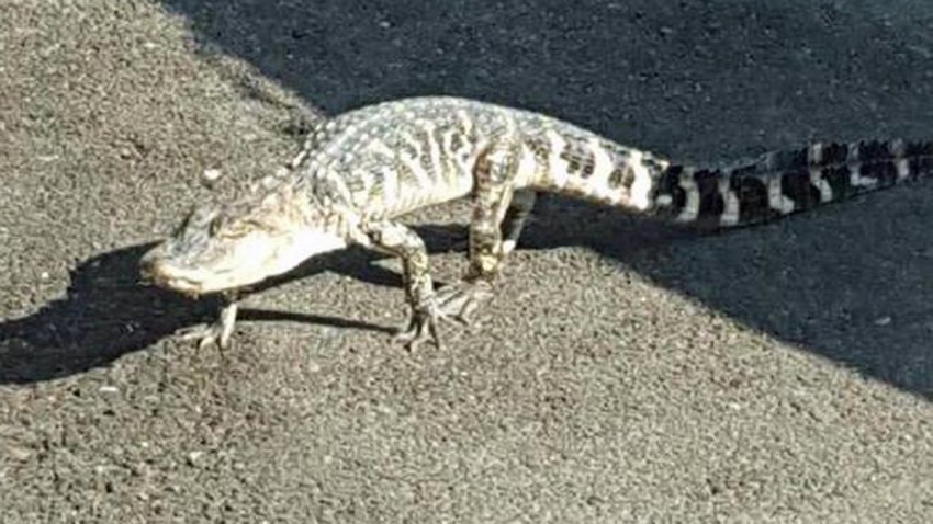 alligator manhattan
