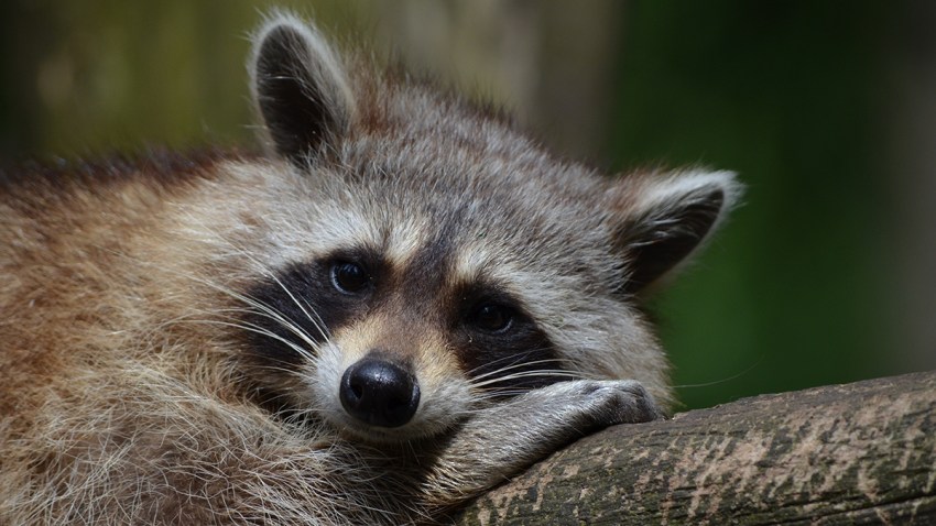animal-animal-photography-close-up-54602 raccoon resized pexels