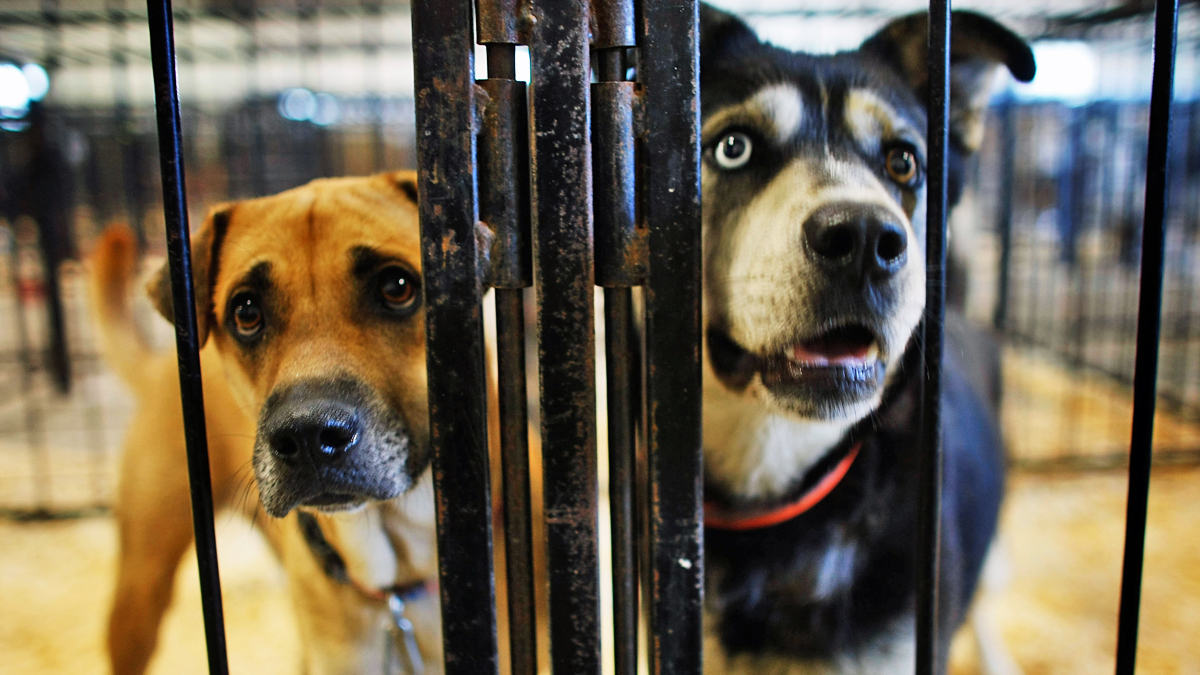 animal shelter in new york