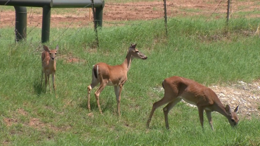 azle-deer-problem